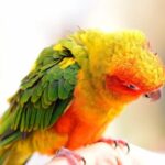 The Fascinating World of Parrots as Pets